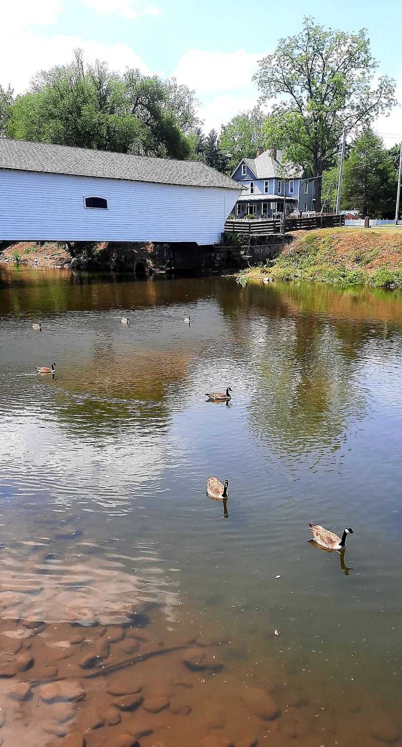 Ducks, Geese, and Riverbank Wildlife