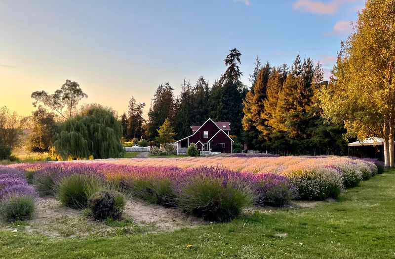 Evening Light Lavender Farm, Sequim, Washington Evening Light Lavender Farm, Sequim, Washington