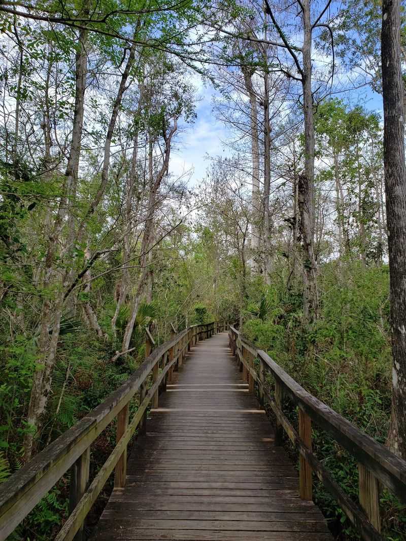 Fakahatchee Strand Preserve State Park, Copeland, Florida