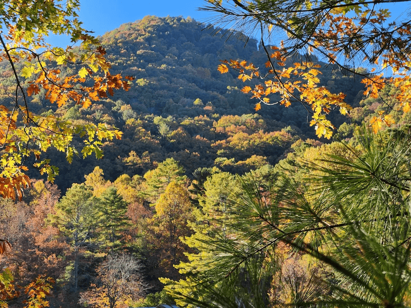 Fall Foliage So Vivid It Barely Looks Real Fall Foliage So Vivid It Barely Looks Real