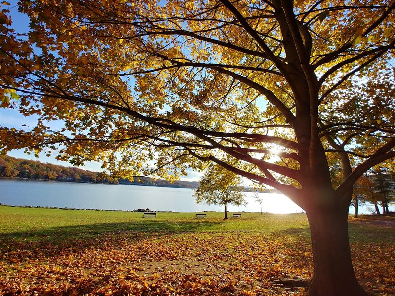 Fall Foliage and Firepit Evenings Fall Foliage and Firepit Evenings