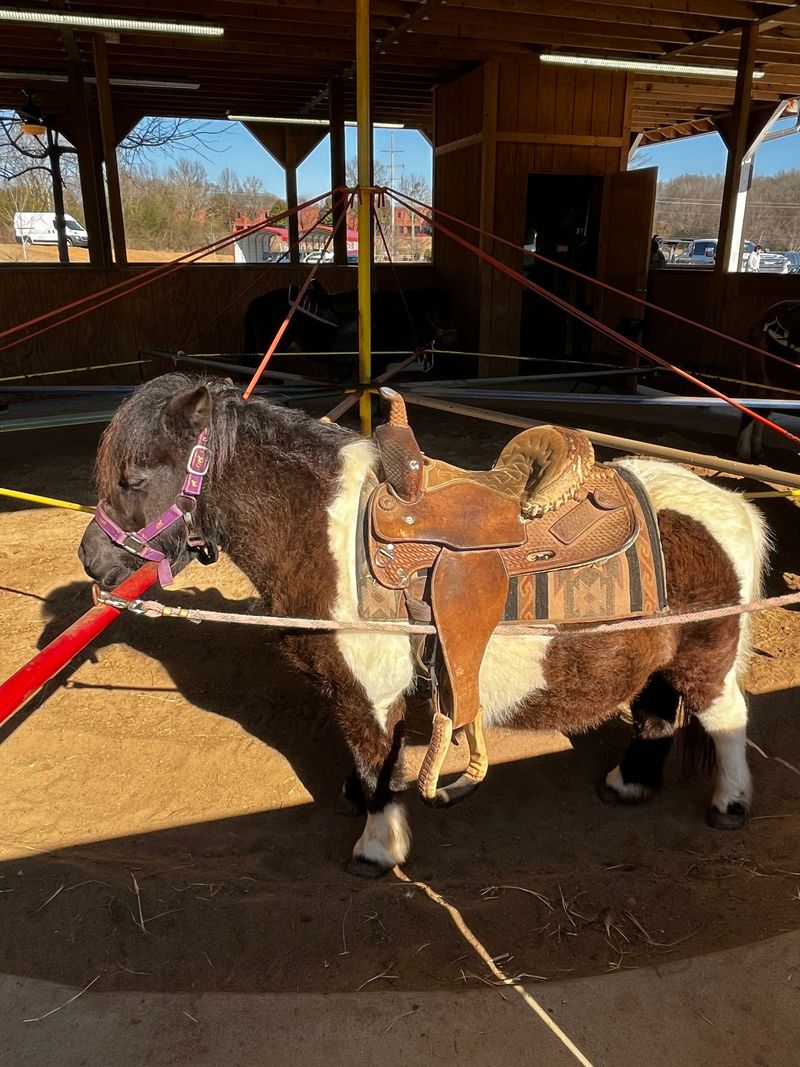 Family Fun With Pony Rides and Room to Explore