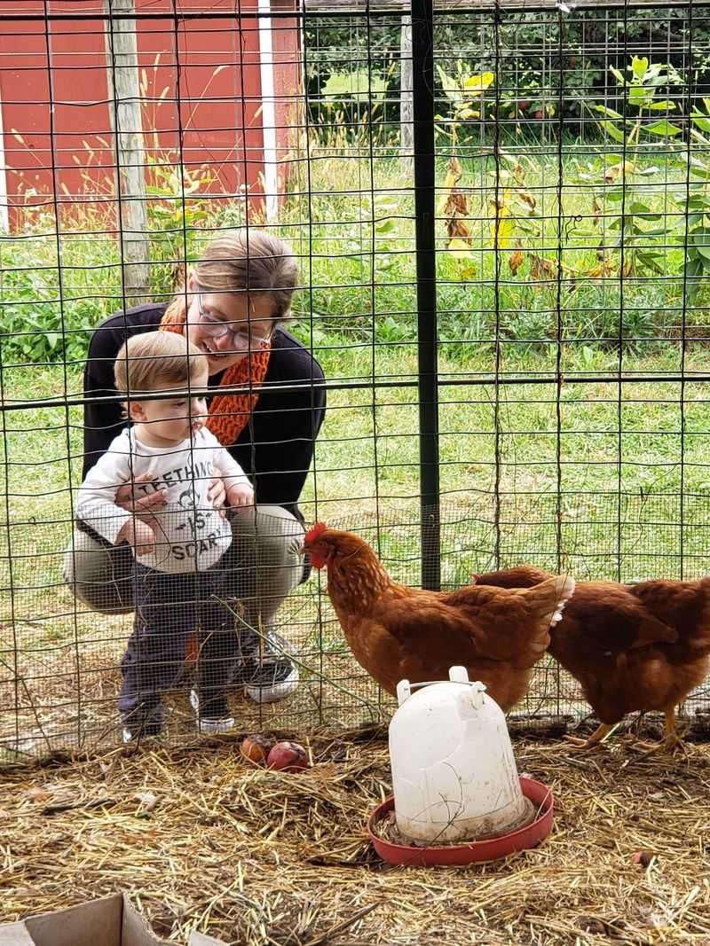 Farm Animals The Kids Adore