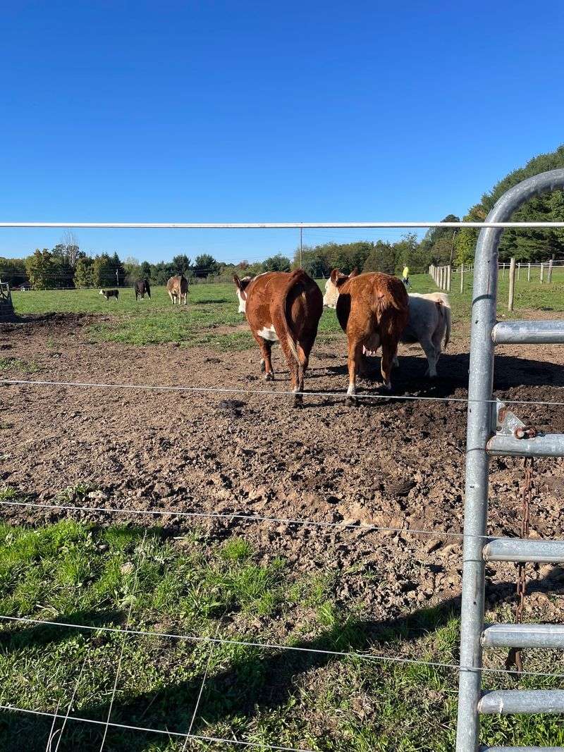 Farm Animals and the Petting Barn
