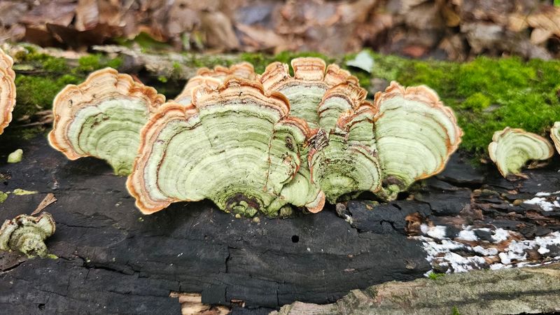 Fascinating Fungi and Wildlife Sounds That Bring the Forest Alive