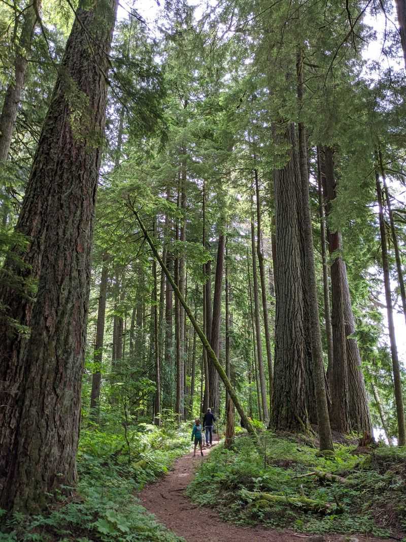 Federation Forest State Park, Enumclaw, Washington