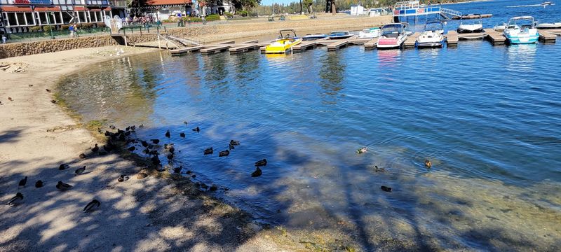 Feeding Ducks And Watching Fish Feeding Ducks And Watching Fish