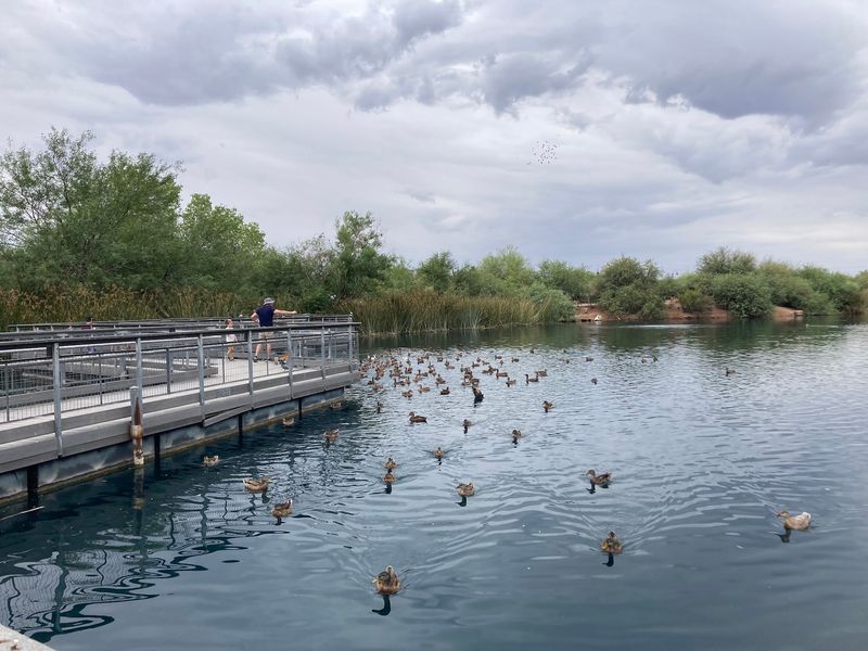 Feeding Ducks at the Community Pond