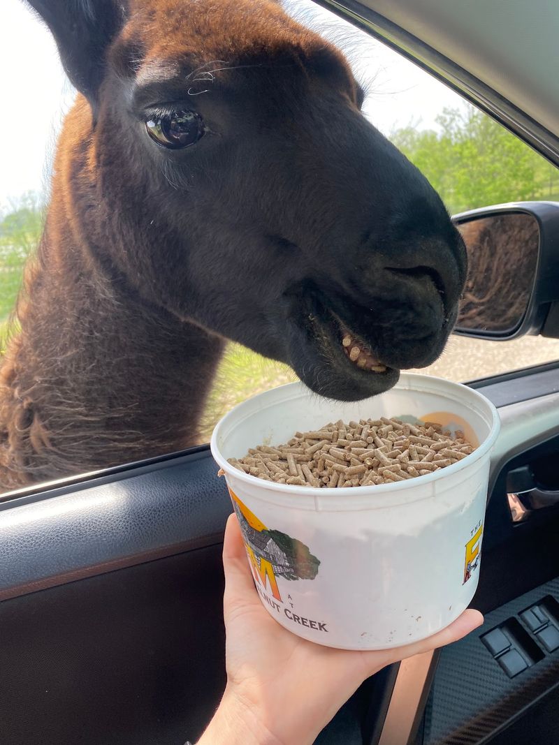 Feeding Exotic Animals Up Close