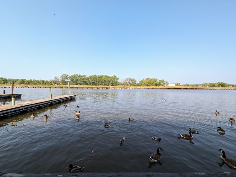 Feeding The Ducks By The Dock