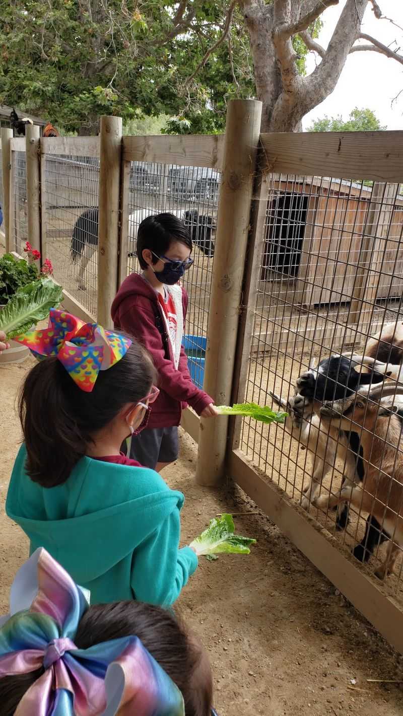 Feeding the Animals Everyone Comes Back For