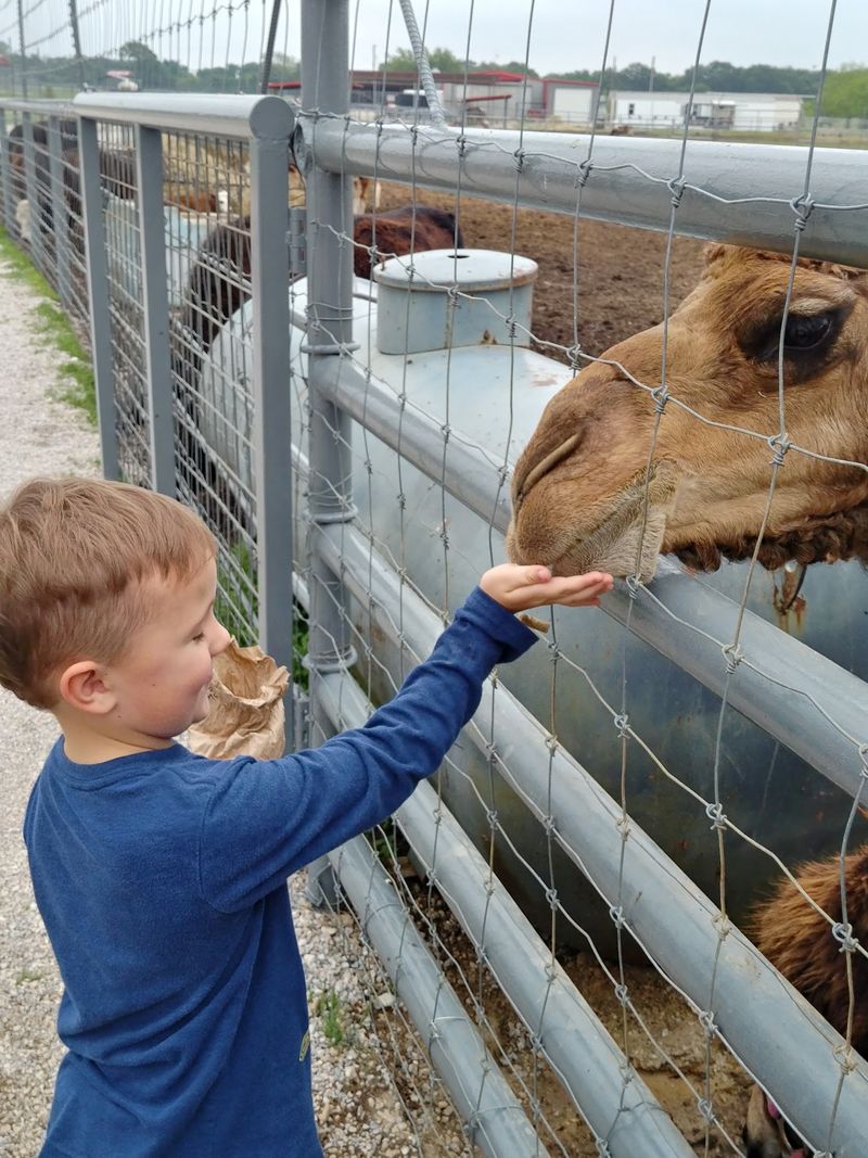 Feeding the Camels and Zebras Feeding the Camels and Zebras