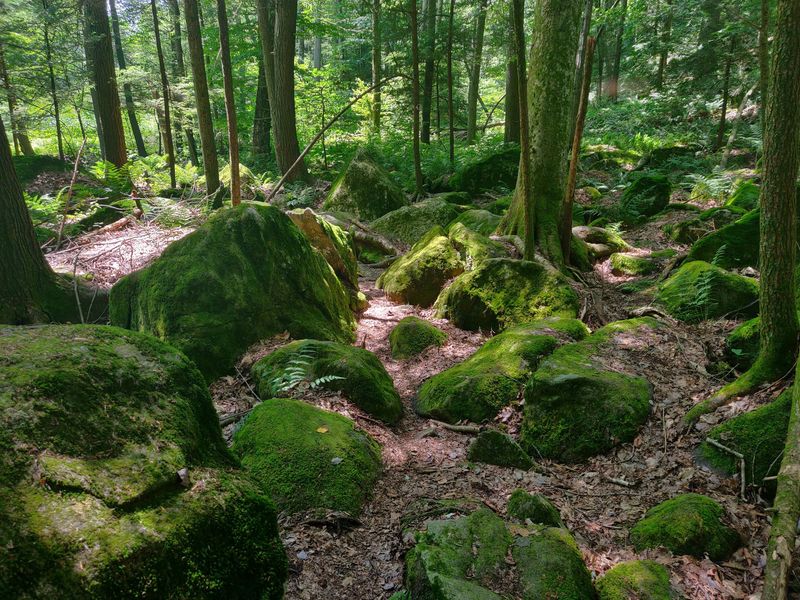 Fern-Covered Rocks and Mossy Boulders That Look Like a Fairy Tale