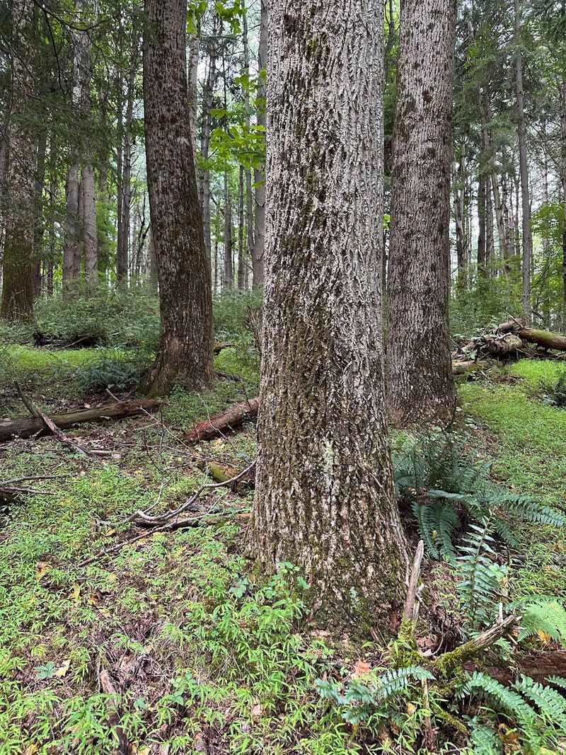 Ferns, Moss, and Hemlock Shade