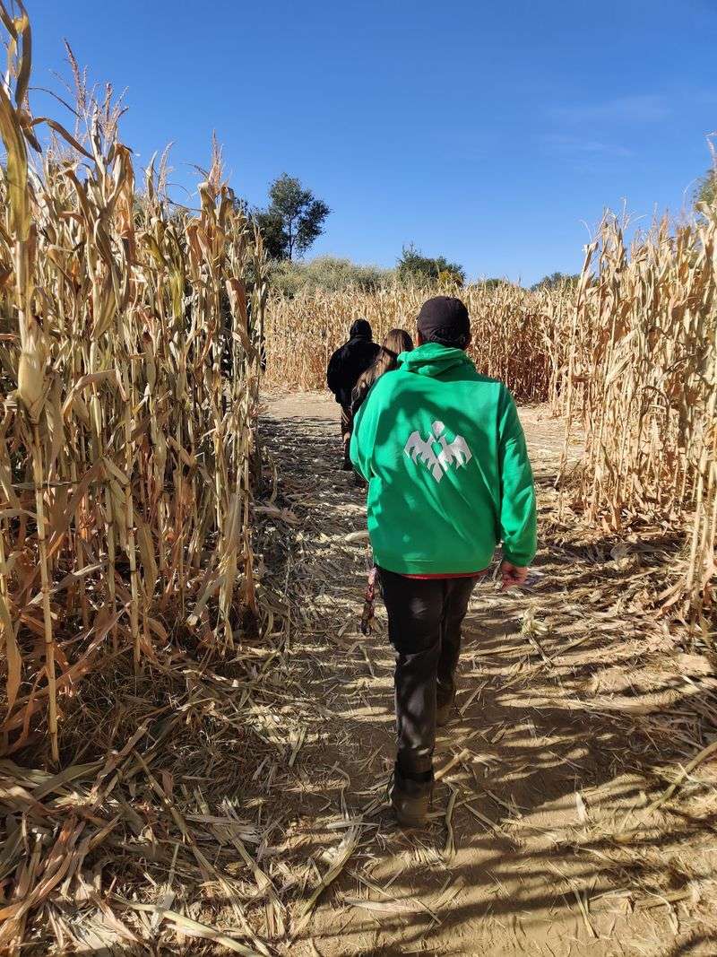 Finding Your Way Through The Corn Maze