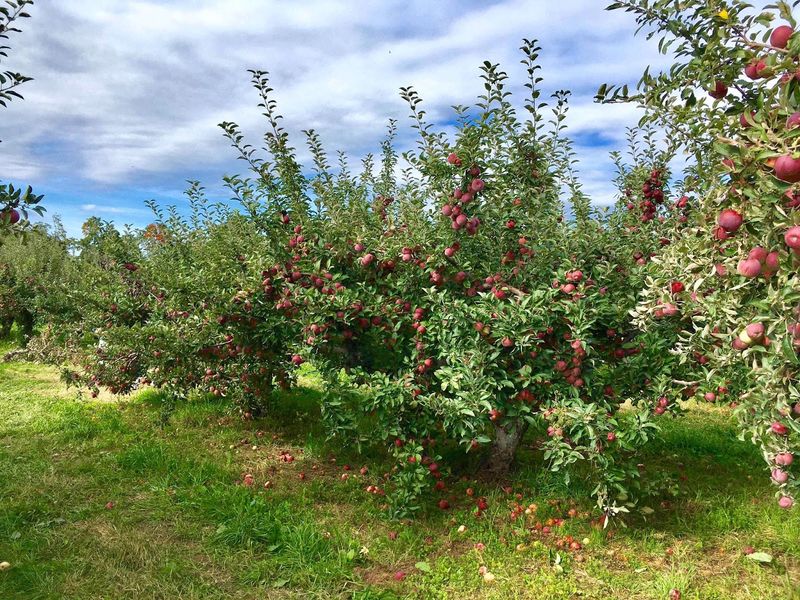Fishkill Farms, Hopewell Junction, NY