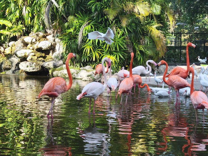 Flamingo Gardens - Davie, Florida