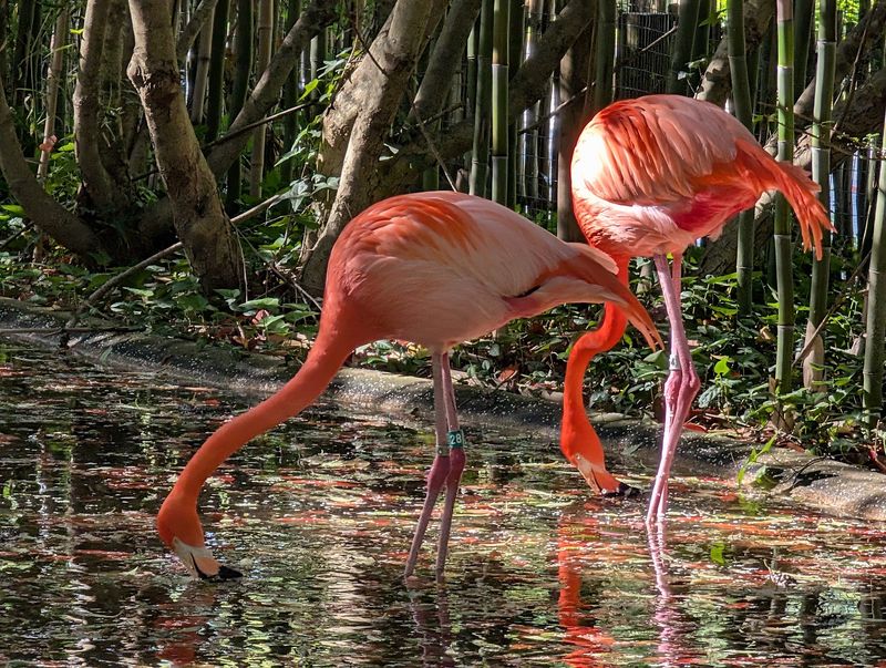 Flamingos That Steal the Show Flamingos That Steal the Show