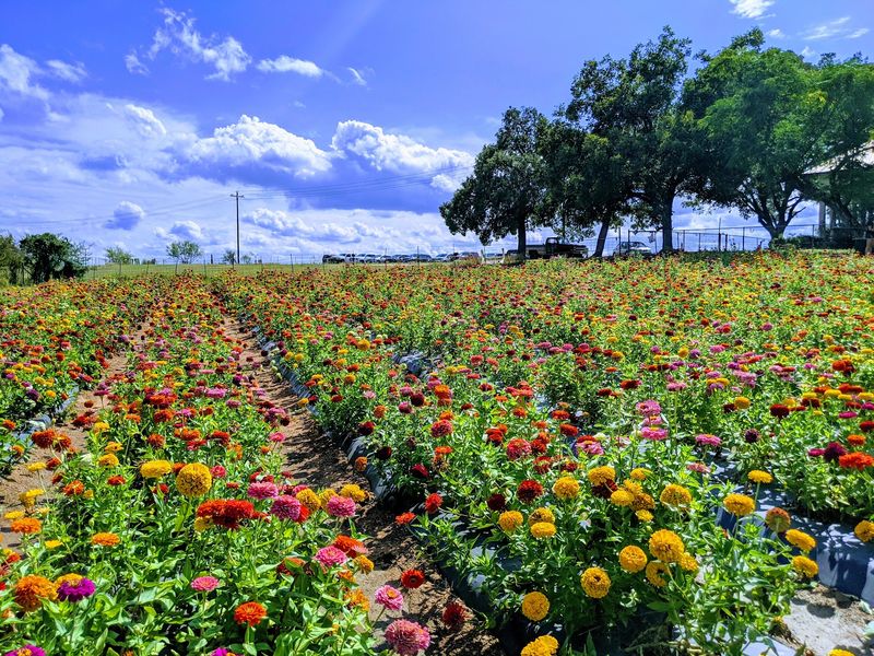 Flower Fields You Can Cut and Carry Home Flower Fields You Can Cut and Carry Home