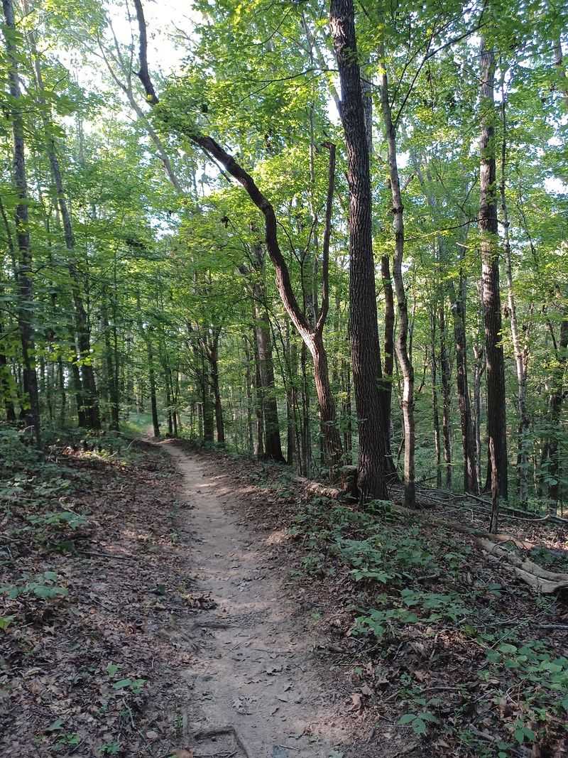 Forest Trails Made For Hiking And Biking