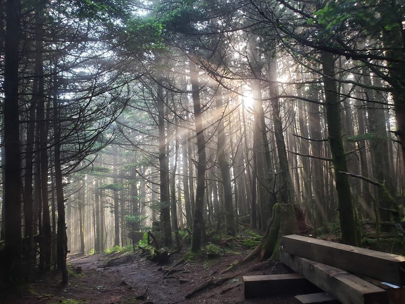 Forests That Feel Far From the South Forests That Feel Far From the South