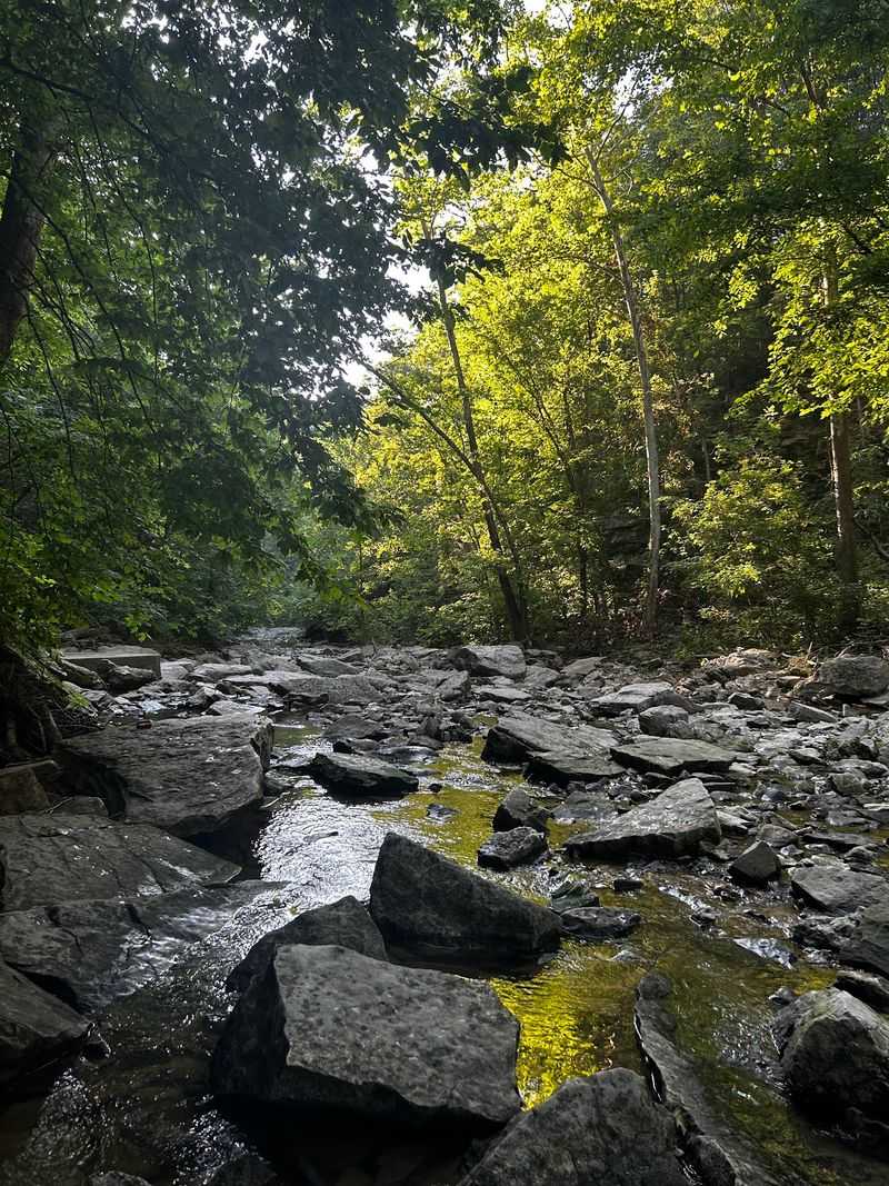 Fossils, Salamanders and Living Woods