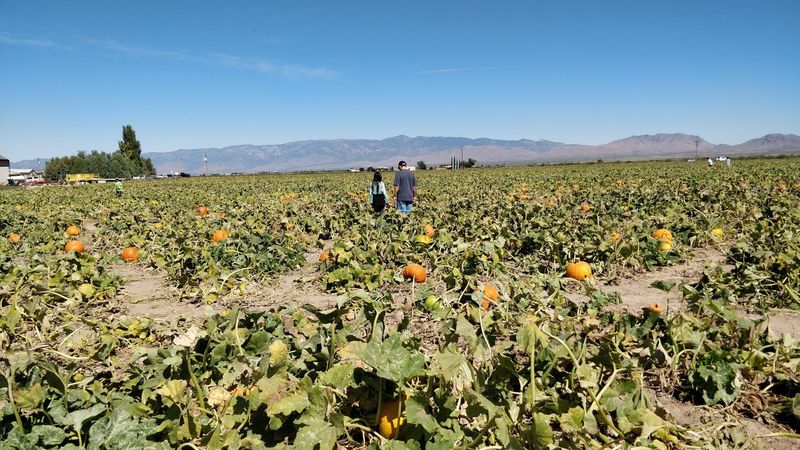Fresh Produce Beyond the Fruit Trees