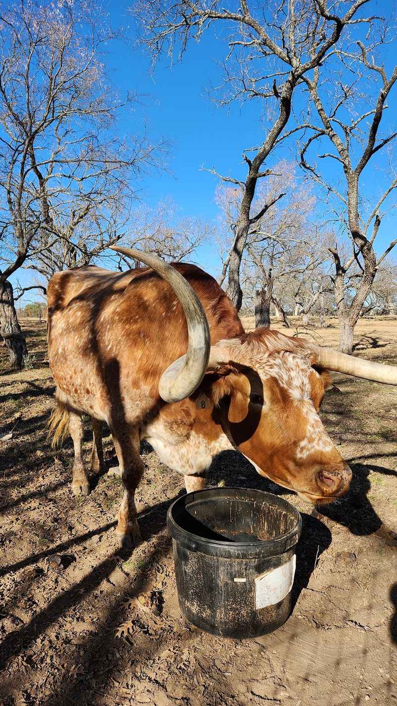 Friendly Farm Animals You Can Get Close To Friendly Farm Animals You Can Get Close To