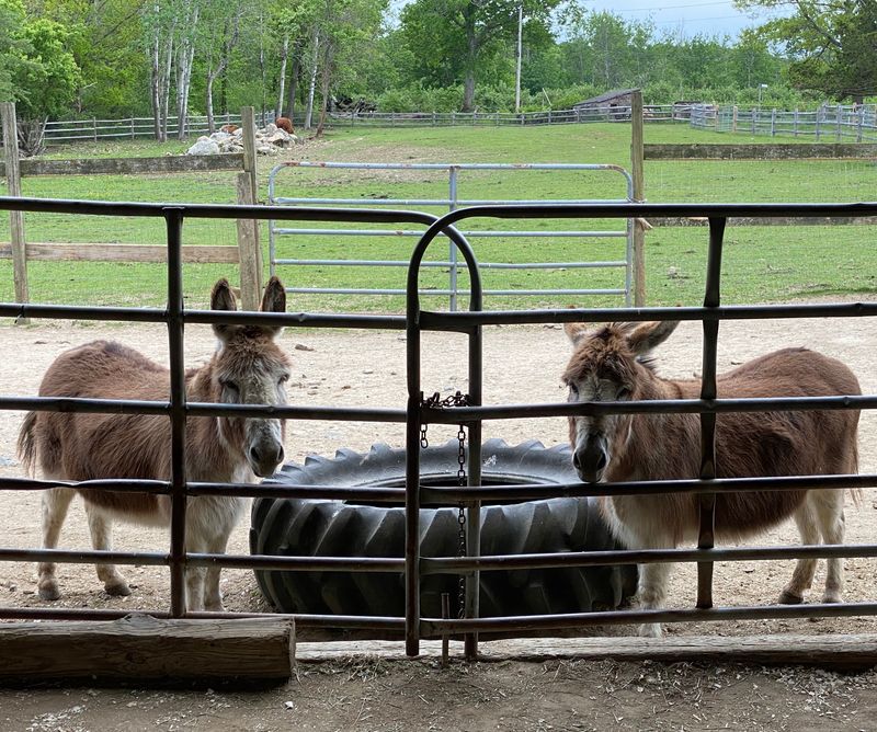 Friendly Farm Animals to Visit Friendly Farm Animals to Visit