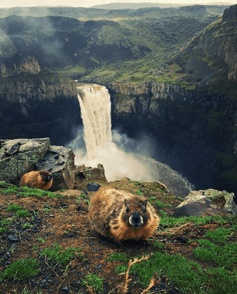 Furry Locals and Soaring Birds
