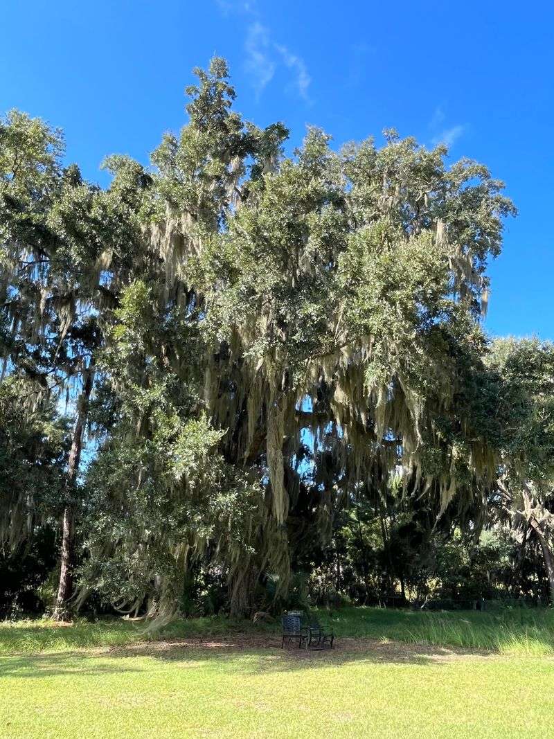 Gardens, Grape Vines, And Spanish Moss