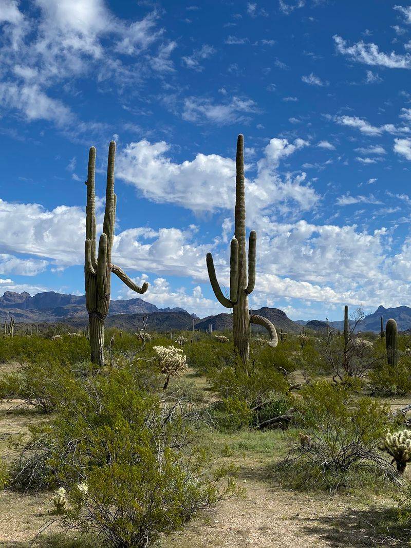 Gateway to Organ Pipe Cactus National Monument