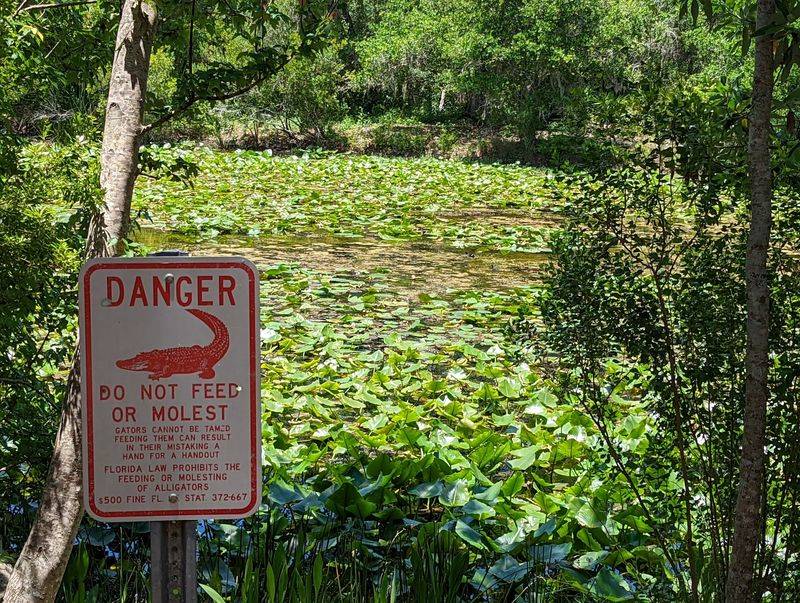 Gators, Turtles, and Curious Critters