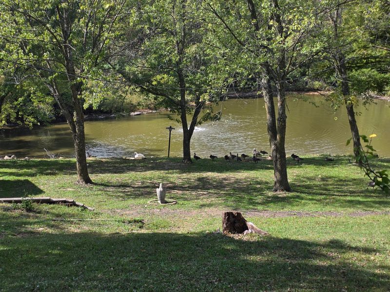 Geese, a Pond, and Grounds Worth Roaming