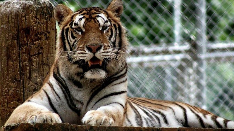 Getting Face to Face With Majestic Big Cats