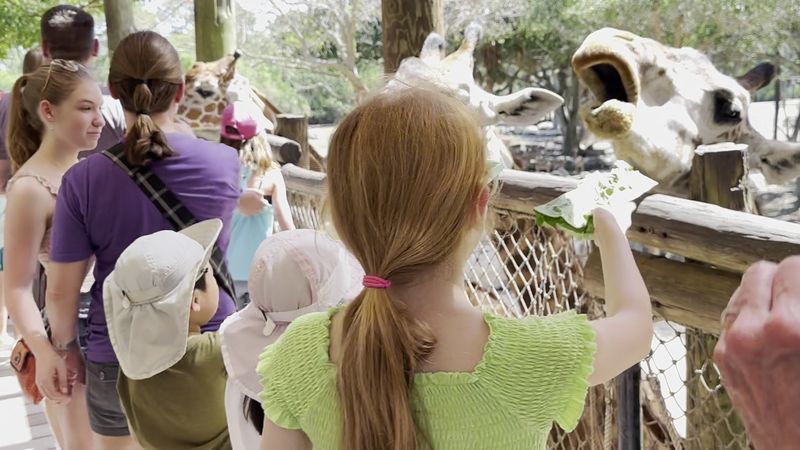 Giraffe Feeding Experience