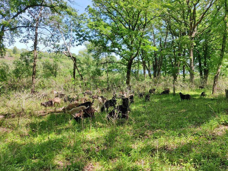 Goat-Powered Land Management You Have to See