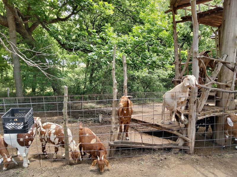 Goats, Critters, and Playground Adventures Goats, Critters, and Playground Adventures