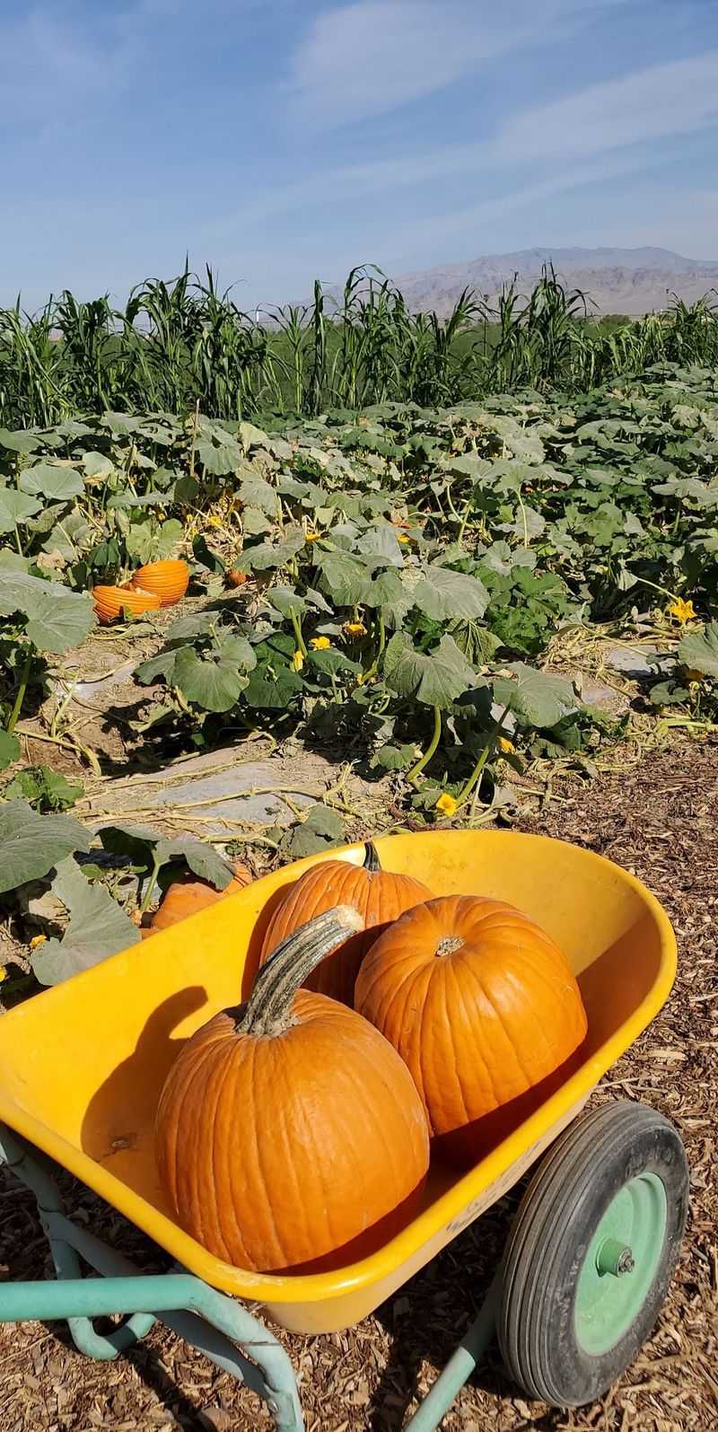Grab a Wagon and Pick Your Own