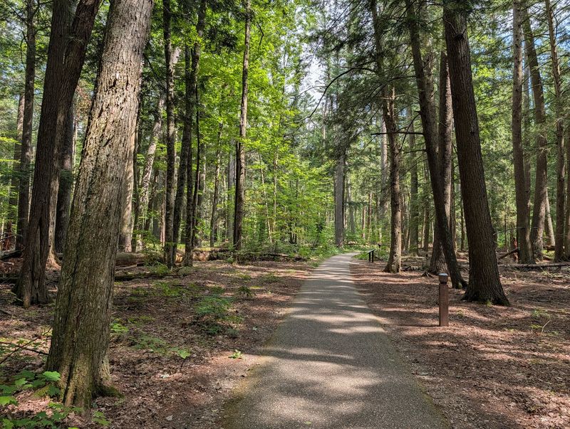 Hartwick Pines State Park, Grayling, Michigan