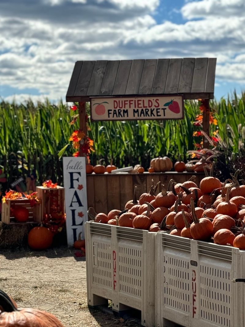 Hayrides and Pumpkin Picking for the Whole Family