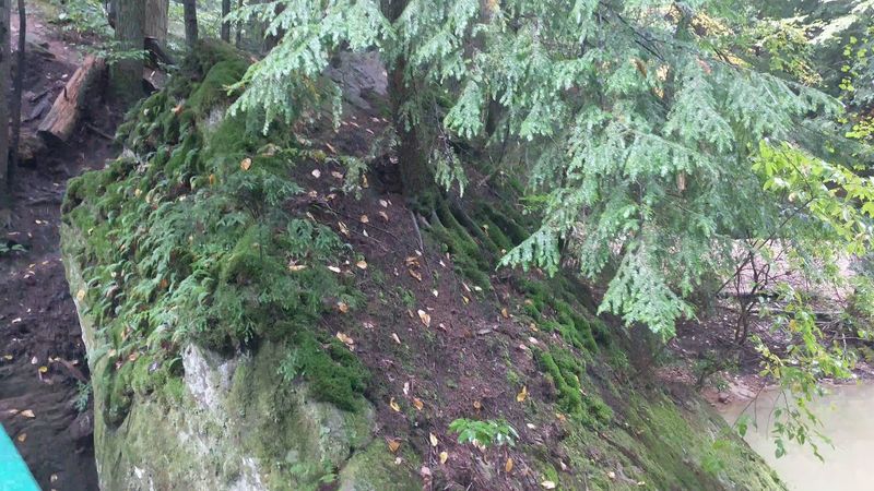 Hemlock Shade and Ancient Trees Hemlock Shade and Ancient Trees
