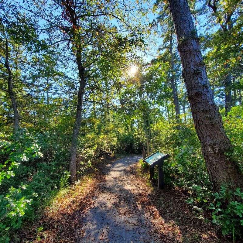 Hiking Trails Through the Pine Barrens: Where Every Step Feels Like an Adventure Hiking Trails Through the Pine Barrens: Where Every Step Feels Like an Adventure