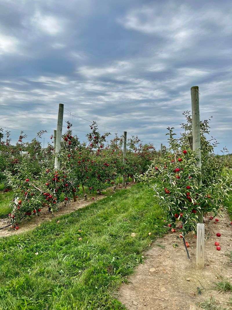 Hillcrest Orchards, Amherst, Ohio