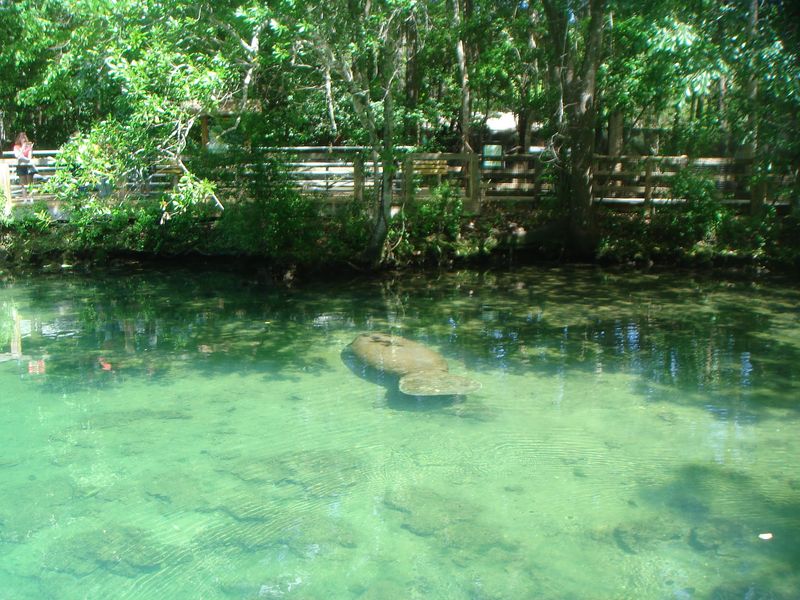 Homosassa Springs, Homosassa