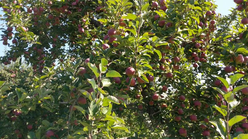 Honey Pot Hill Orchards, Stow Honey Pot Hill Orchards, Stow