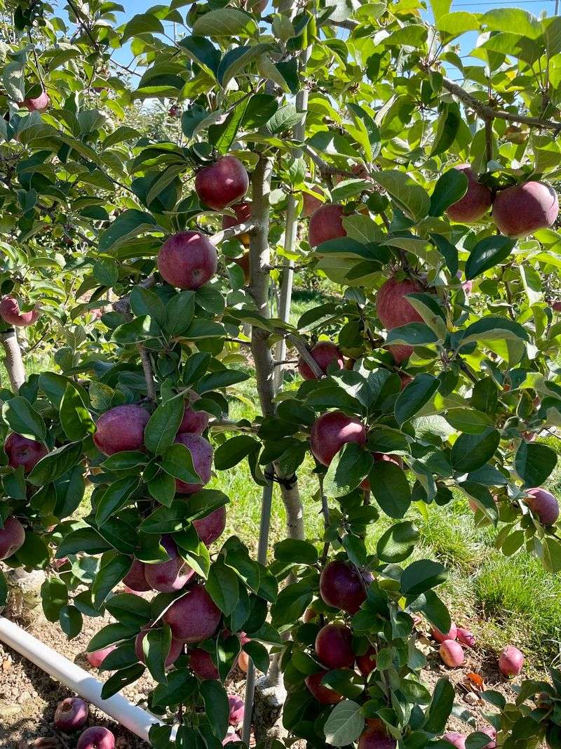 Honey Pot Hill Orchards, Stow