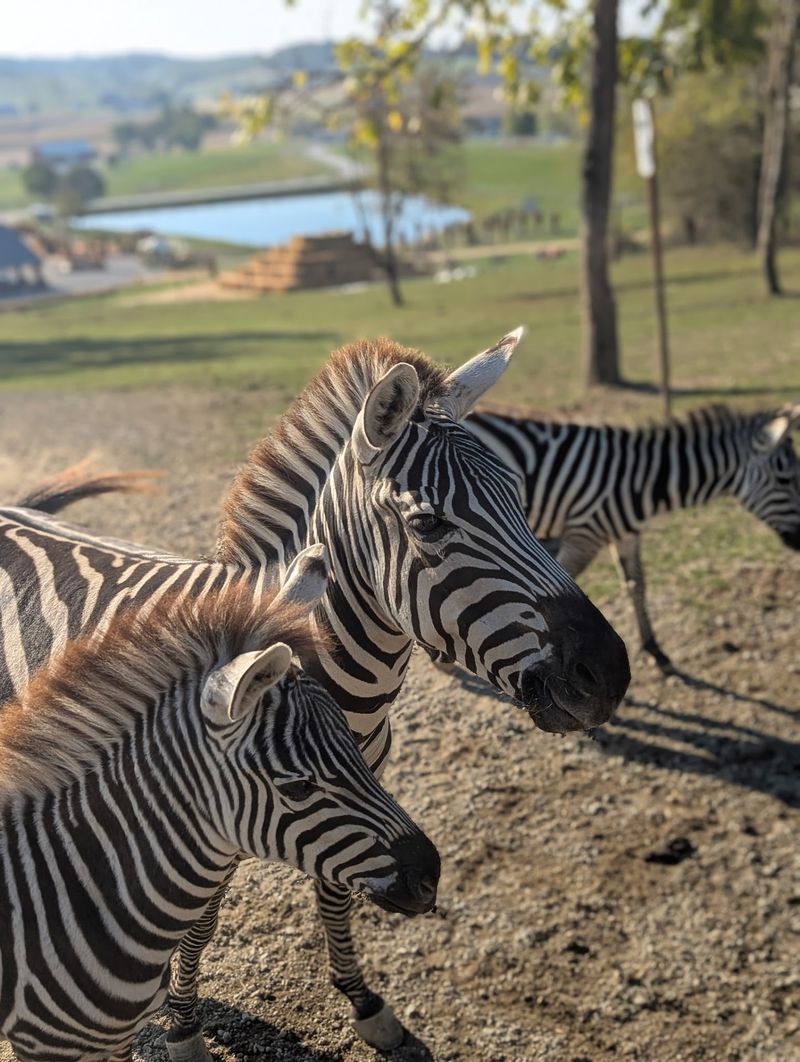 Hundreds of Exotic Animals from Around the World