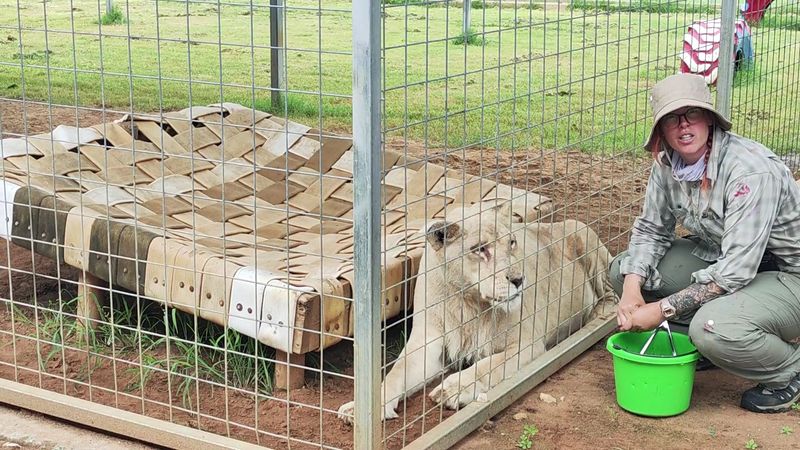 Hyenas, Lions, and Exotic Predators Hyenas, Lions, and Exotic Predators