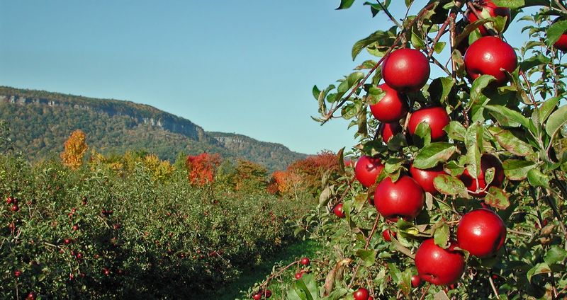 Indian Ladder Farms, Altamont